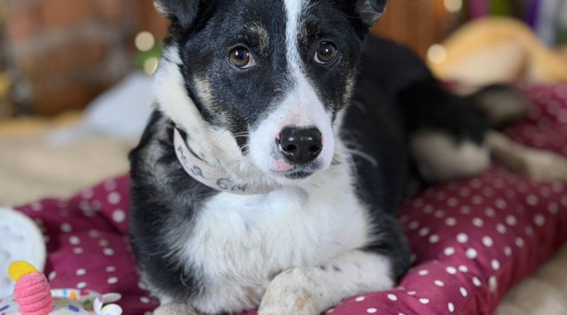 Chiens à adopter